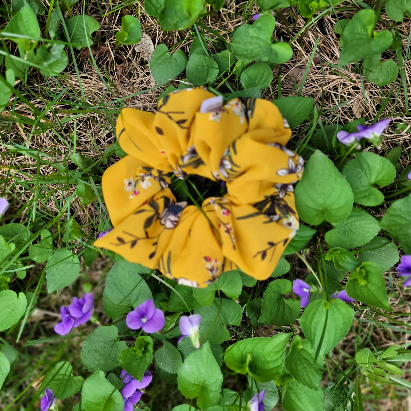 PANSY